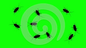 Swarm of cockroaches, CG animated silhouettes on green screen, seamless loop.