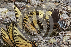 Swarm of Eastern Swallowtail Butterflies