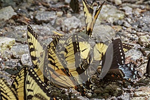 Swarm of Eastern Swallowtail Butterflies