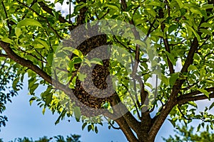 A swarm of European honey bees hanging on apple tree branch.