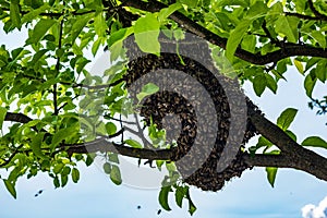 A swarm of European honey bees hanging on apple tree branch.