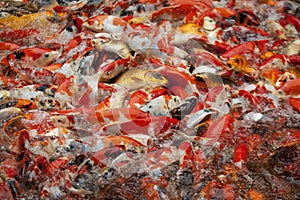 Swarm of goldfish, Koi