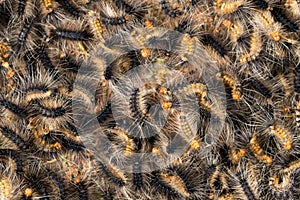 Swarm of hairy caterpillars