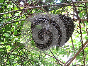 Swarm hanging of Honey Bees