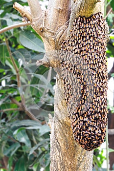 Swarm of honey bee on tree