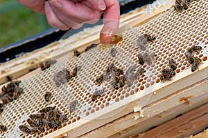 Swarm Of Honey Bees (Apis Mellifica) Working On Combs Producing Honey And Breed In Teamwork photo