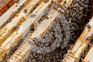 Swarm Of Honey Bees (Apis Mellifica) Working On Combs Producing Honey And Breed In Teamwork photo