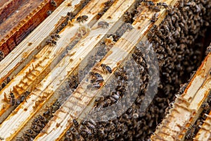 Swarm Of Honey Bees (Apis Mellifica) Working On Combs Producing Honey And Breed In Teamwork photo