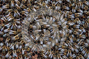 Swarm Of Honey Bees (Apis Mellifica) Working On Combs Producing Honey And Breed In Teamwork photo