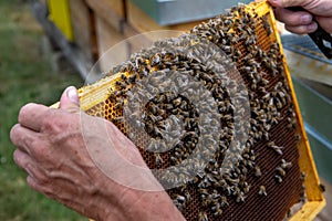 Swarm Of Honey Bees (Apis Mellifica) Working On Combs Producing Honey And Breed In Teamwork