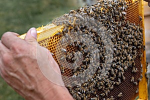 Swarm Of Honey Bees (Apis Mellifica) Working On Combs Producing Honey And Breed In Teamwork