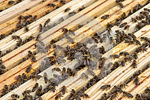 Swarm Of Honey Bees (Apis Mellifica) Working On Combs Producing Honey And Breed In Teamwork