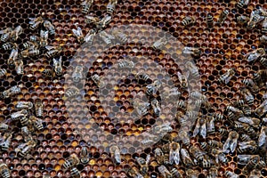 Swarm Of Honey Bees (Apis Mellifica) Working On Combs Producing Honey And Breed In Teamwork