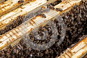 Swarm Of Honey Bees (Apis Mellifica) Working On Combs Producing Honey And Breed In Teamwork