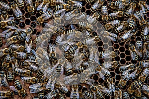 Swarm Of Honey Bees (Apis Mellifica) Working On Combs Producing Honey And Breed In Teamwork