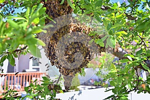 Swarm of Honey Bees, a eusocial flying insect within the genus Apis mellifera of the bee clade. Swarming Carniolan Italian honeybe