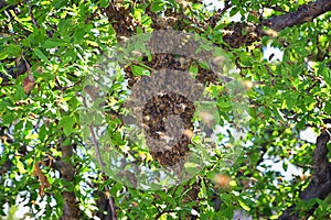 Swarm of Honey Bees, a eusocial flying insect within the genus Apis mellifera of the bee clade. Swarming Carniolan Italian honeybe