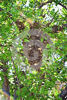 Swarm of Honey Bees, a eusocial flying insect within the genus Apis mellifera of the bee clade. Swarming Carniolan Italian honeybe
