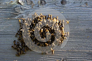 swarm of honey bees flying around beehive. Bees returning from collecting honey fly back to the hive. Honey bees on home