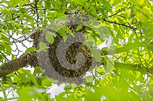 Swarm of honey bees hanging up on a tree