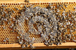 A swarm of honey bees on honeycombs