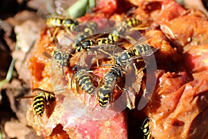 Swarm of Hornets Gorging on a Rotten Apple