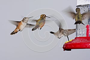 Swarm Of Hummingbirds At A Feeder