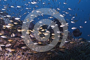 Swarm of juvenile fish off Balicasag Island, Bohol Philippines