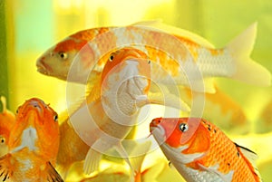 A swarm of koi fish