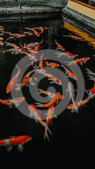 Swarm of koi fish in pond