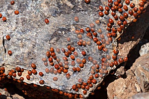 A swarm of Ladybirds (coccinellidae)