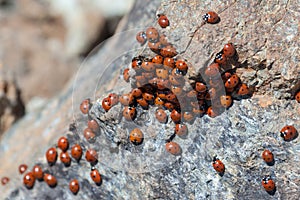 A swarm of Ladybirds (coccinellidae)