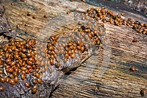A swarm of ladybugs