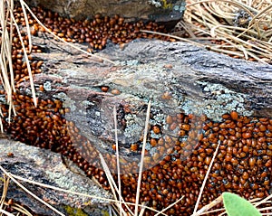 Swarm of Ladybugs in the Forest