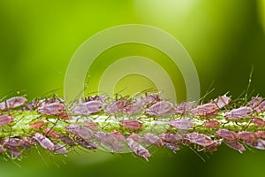 Swarm of lice