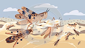 Swarm of locusts attacking plants field vector illustration. Insects threatening food security. Pest of rice meadow