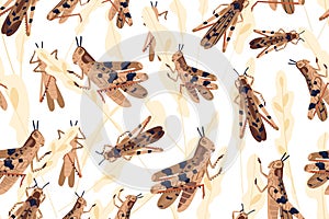 Swarm of locusts attacking rice crop seamless pattern. Grasshoppers on ripe seed head vector illustration. Parasites