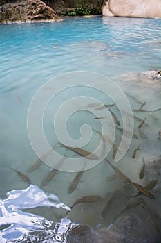 Swarm of Masheer barb