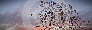 Swarm of monarch butterflies, Danaus plexippus cloud during sunset