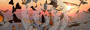 Swarm of monarch butterflies, Danaus plexippus group during sunset photo