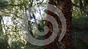 Swarm of monarch butterflies resting on a tree trunk, migrating Danaus plexippus group