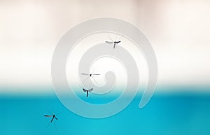 Swarm of mosquito insects flying and buzzing against the sky