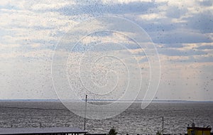 Swarm of mosquitoes on the background of the sea. Mosquitoes males fly over water. Texture of nature and insects