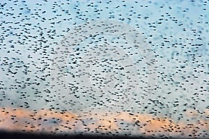 Swarm of mosquitoes. A lot of mosquitoes on the background of the sunset sky.