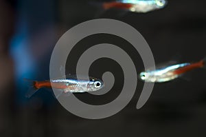 Swarm of Neon Tetra Paracheirodon freshwater fish