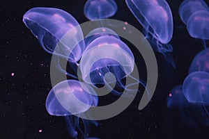 A swarm of purple box jellyfish glowing in the dark water