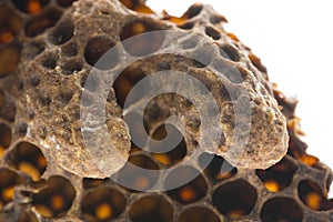 Swarm queen cells, emergency queen cells, artificial queen cells with bee queens