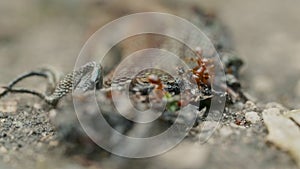 Swarm of red fire ants eating a body of dead lizzard on the floor close up