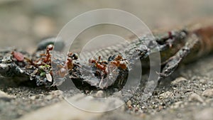 Swarm of red fire ants eating a body of dead lizzard on the floor close up