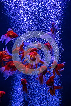 Swarm red gold fish in air bubbles blue background